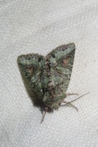 <i>Dryobotodes roboris</i>
