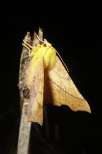 <i>Ennomos alniaria</i>