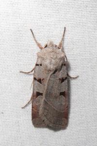 <i>Eugnorisma glareosa</i>