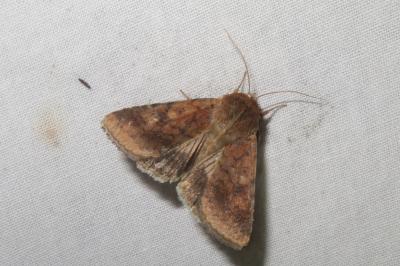 <i>Helicoverpa armigera</i>