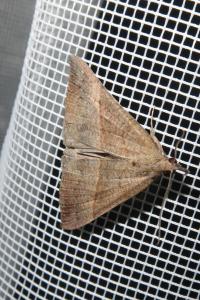 <i>Hypena proboscidalis</i>