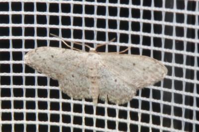 <i>Idaea seriata</i>