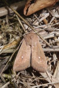 <i>Mythimna albipuncta</i>