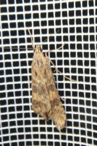 <i>Nomophila noctuella</i>