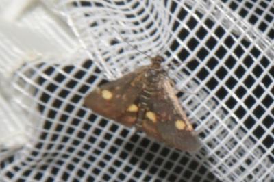 <i>Pyrausta aurata</i>