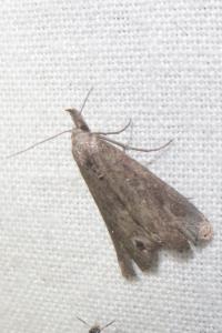 <i>Schrankia costaestrigalis</i>