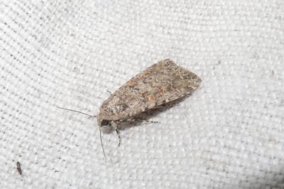 <i>Spodoptera exigua</i>