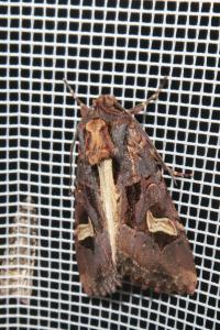 <i>Trigonophora flammea</i>
