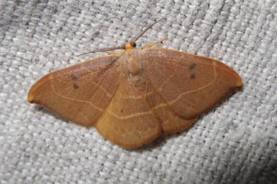<i>Watsonalla binaria</i>
