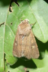 <i>Xestia xanthographa</i>