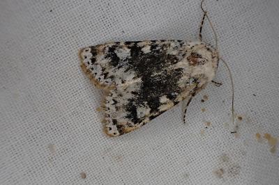 <i>Polymixis argillaceago</i>