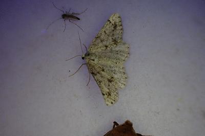 <i>Dyscia fagaria</i>