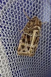 <i>Leucochlaena oditis</i>