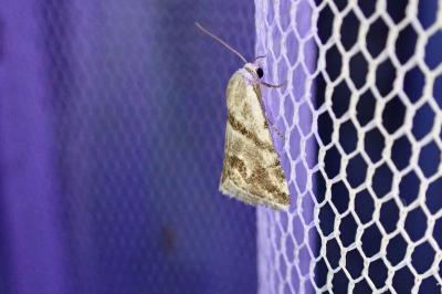 <i>Eublemma candidana</i>