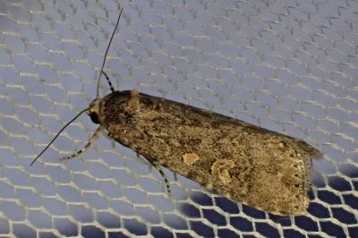 <i>Spodoptera exigua</i>