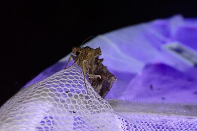 <i>Autographa gamma</i>