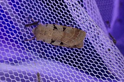 <i>Eugnorisma glareosa</i>