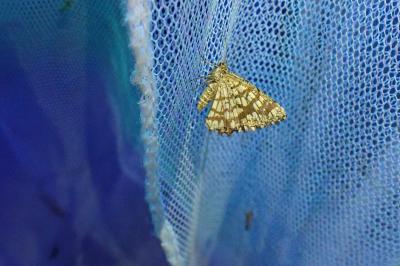 <i>Chiasmia clathrata</i>