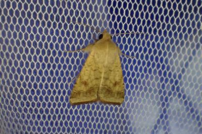 <i>Helicoverpa armigera</i>