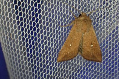 <i>Mythimna albipuncta</i>