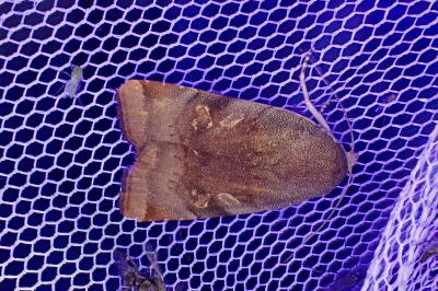 <i>Noctua janthe/janthina</i>