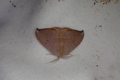 <i>Watsonalla uncinula</i>