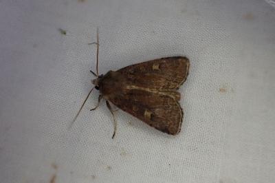<i>Xestia xanthographa</i>