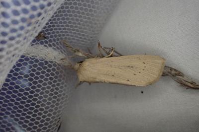 <i>Rhizedra lutosa</i>