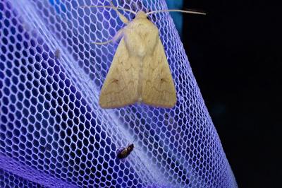 <i>Mythimna vitellina</i>