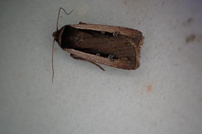 <i>Ochropleura leucogaster</i>
