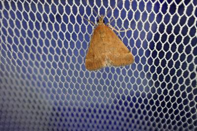 <i>Pyrausta despicata</i>