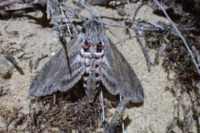 <i>Agrius convolvuli</i>
