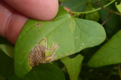 <i>Stigmella freyella</i>