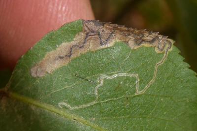 <i>Stigmella</i>