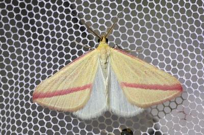 <i>Rhodometra sacraria</i>