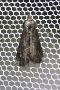 <i>Schrankia costaestrigalis</i>