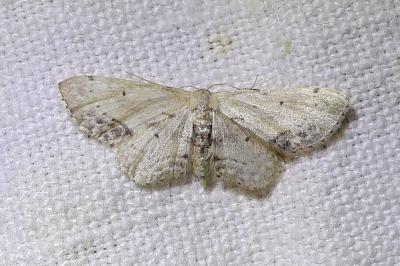 <i>Idaea dimidiata</i>