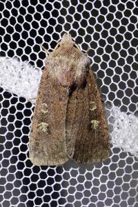 <i>Xestia xanthographa</i>