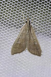 <i>Mecyna asinalis</i>