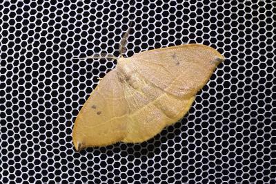 <i>Watsonalla uncinula</i>