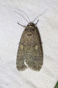<i>Spodoptera exigua</i>