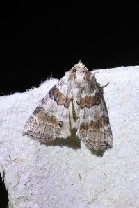 <i>Cymatophorina diluta</i>