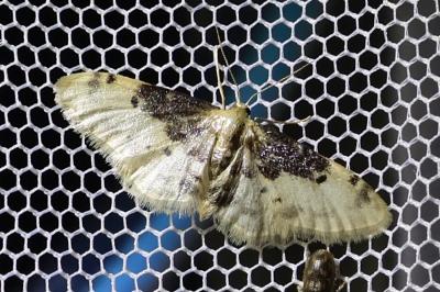 <i>Idaea filicata</i>