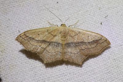<i>Scopula imitaria</i>