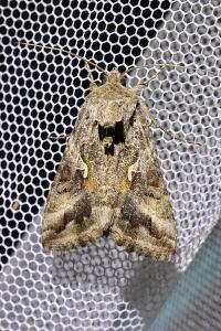 <i>Autographa gamma</i>