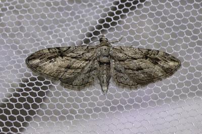 <i>Eupithecia phoeniceata</i>