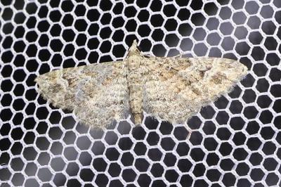 <i>Gymnoscelis rufifasciata</i>