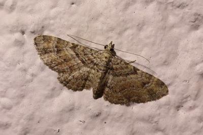 <i>Gymnoscelis rufifasciata</i>