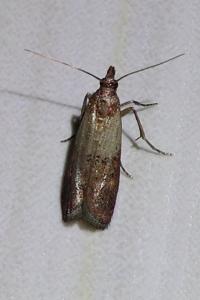 <i>Plodia interpunctella</i>