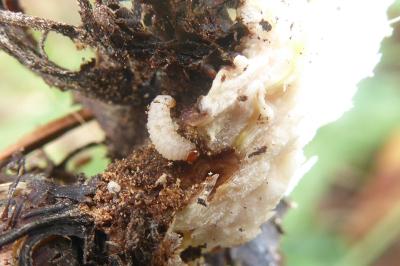 <i>Pyropteron chrysidiforme</i>